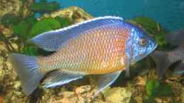 aquarium-von-henni-dampf-becken-4378_Copadichromis borleyi kadango red fin