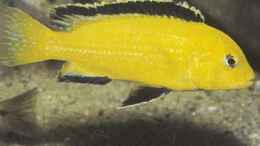 aquarium-von-henni-dampf-becken-4378_yellows