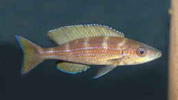 aquarium-von-ravaka-die-haengenden-felsen-von-mpulungu_Paracyprichromis brieni ´Izinga´ WF