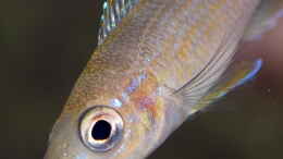 aquarium-von-ravaka-die-haengenden-felsen-von-mpulungu_Paracyprichromis brieni ´Rumonge´