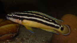 Foto mit Julidochromis ornatus ´yellow Zaire´
