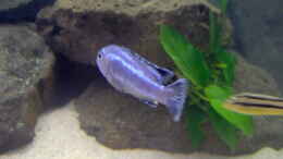 aquarium-von-boehmo-becken-4385_Melanochromis johannii