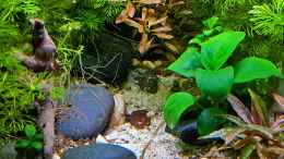 aquarium-von-okefenokee-betta-jungle--aufgeloest-_07.03.2023