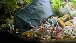 aquarium-von-okefenokee-betta-jungle--aufgeloest-_Auf der anderen Seite nochmal fancy pink