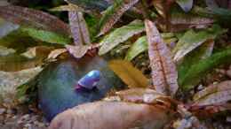 aquarium-von-okefenokee-betta-jungle--aufgeloest-_Avatar Posthornschnecke