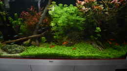 aquarium-von-peter-peter-juwel-rio-180_Micranthemum Tweediei gedeiht Sehr gut 