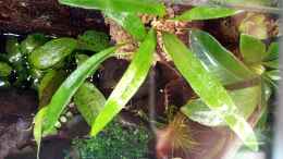 aquarium-von-junglist-amazonas_Pyrrosia lanceolata