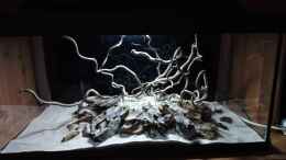 aquarium-von-torsten-bullmahn-54er-scape---wood-stone_