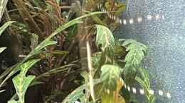 aquarium-von-mauri-cangini-trigon-scape_Hygrophila pinnatifida 