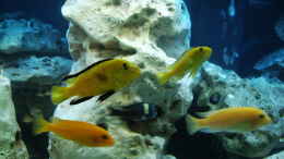 aquarium-von-sascha-bill-becken-4411_