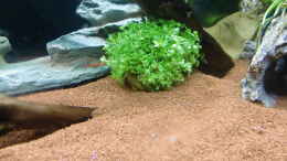 aquarium-von-hotu-shrimps-amp--fish-ehemals-cpo-amp--garnelen_Pflanzen