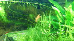 aquarium-von-hotu-shrimps-amp--fish-ehemals-cpo-amp--garnelen_Besatz
