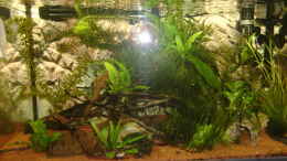 aquarium-von-hotu-shrimps-amp--fish-ehemals-cpo-amp--garnelen_aktuelles Bild