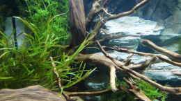 aquarium-von-hotu-shrimps-amp--fish-ehemals-cpo-amp--garnelen_Pflanzen
