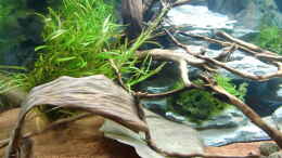 aquarium-von-hotu-shrimps-amp--fish-ehemals-cpo-amp--garnelen_Deko