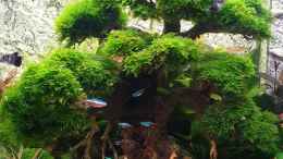 aquarium-von-marc-scheiring-stammbaum_Bonsai