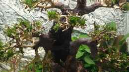 aquarium-von-marc-scheiring-stammbaum_Bonsai frisch bepflanzt