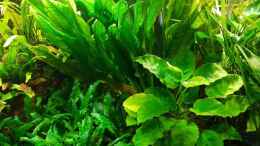 aquarium-von-klaus-r-wandaquarium_Amazonas Schwertpflanze, Anubias, Cryptocorynen