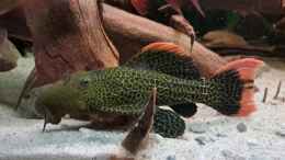 aquarium-von-agua-viva-amazonas---wasserwelt_Pseudacanthicus leopardus (L600), ca 20 cm