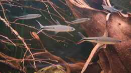 aquarium-von-agua-viva-amazonas---wasserwelt_Hemiodus gracilis