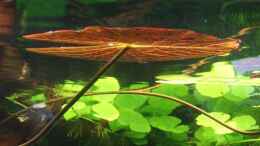 aquarium-von-mellie-becken-4427_Tigerlotus als  Seerose  :)