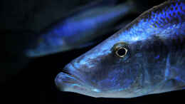 Foto mit Dimidiochromis compressiceps 