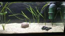 aquarium-von-herkla-pseudomugil-gertrudae-aru-ii_29.01.24 einige kleine schwarze Kieselsteine rechtsseitig ei