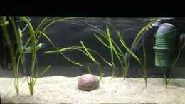 aquarium-von-herkla-pseudomugil-gertrudae-aru-ii_26.01.2024 mittig einen Kieselstein eingebracht