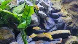 aquarium-von-chris-heerwagen-tanganjikasee_Altolamprologus compressiceps Mandarin Kilima