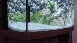 aquarium-von-wilhelm94-ostafrika-in-westelbien_Valisneria spiralis 