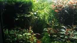 aquarium-von-mr-shrimp-land-of-the-fallen-trees_14.07.2023