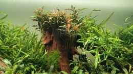 aquarium-von-mr-shrimp-land-of-the-fallen-trees_Bucephalandra kedagang