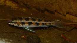 aquarium-von-goldfisch-suedamerika-schwarzwasserbiotop_Dicrossus-Männchen