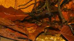 Foto mit Gelege und Weibchen Dicrossus filamentosus