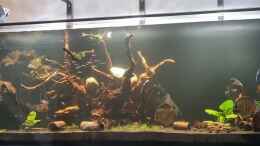 aquarium-von-the-lizardking-brazilian-dream_