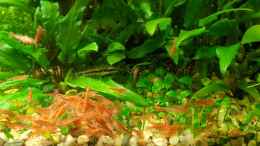 aquarium-von-kleinerfisch-wandelbecken_Garnelenhaufen bei Fütterung 