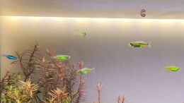 aquarium-von-dany-pflanzenmix--scaping-ohne-co2_Microdevario kubotai (Smaragdbärbling)