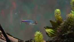 aquarium-von-philip-neotropischer-flussabschnitt_Blauer Perusalmler (Boehlkea fredcochui)