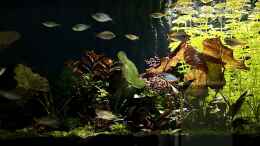 aquarium-von-thilo-metamorphoses_Ambientebeleuchtung zur Mittagspause 