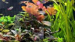 aquarium-von-thilo-metamorphoses_Seit umstellen auf Osmosewasser wachsen die Pflanzen viel be
