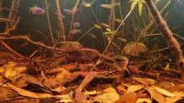 aquarium-von-rainooo-igarape-do-daracua-flooded-forest-rio-negro_Mesonauta festivus