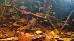 aquarium-von-rainooo-igarape-do-daracua-flooded-forest-rio-negro_Maronis