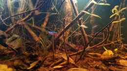 aquarium-von-rainooo-igarape-do-daracua-flooded-forest-rio-negro_Kokosnusfasern ausgesiebt aus Terrarienerde