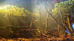 aquarium-von-rainooo-igarape-do-daracua-flooded-forest-rio-negro_Rotkopfsalmler - schönes Schwarmverhalten