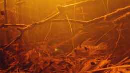 aquarium-von-rainooo-igarape-do-daracua-flooded-forest-rio-negro_Microgeophagus altispinosa