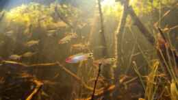 aquarium-von-rainooo-igarape-do-daracua-flooded-forest-rio-negro_Satte Rotfärbung am Kopf