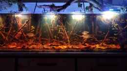 aquarium-von-rainooo-igarape-do-daracua-flooded-forest-rio-negro_Mesonauta