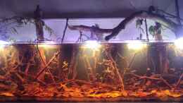 aquarium-von-rainooo-igarape-do-daracua-flooded-forest-rio-negro_Test Hygger Leuchten