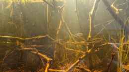 aquarium-von-rainooo-igarape-do-daracua-flooded-forest-rio-negro_Dicrossus Filamentosus on tour