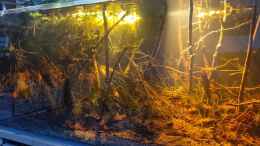 aquarium-von-rainooo-igarape-do-daracua-flooded-forest-rio-negro_Dicrossus